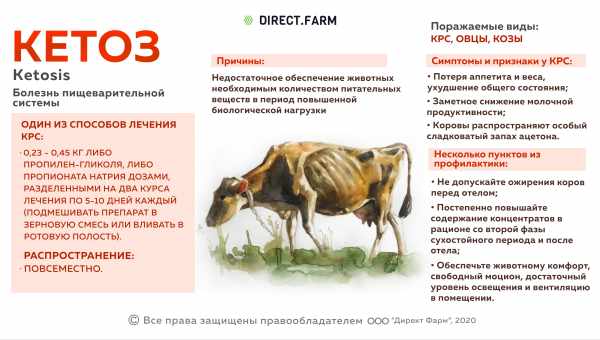 Чем опасен стафилококкоз птиц, как его диагностировать и чем лечить?