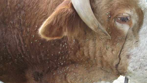 Причины глистов у бычков