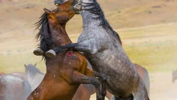 Спаривание лошадей