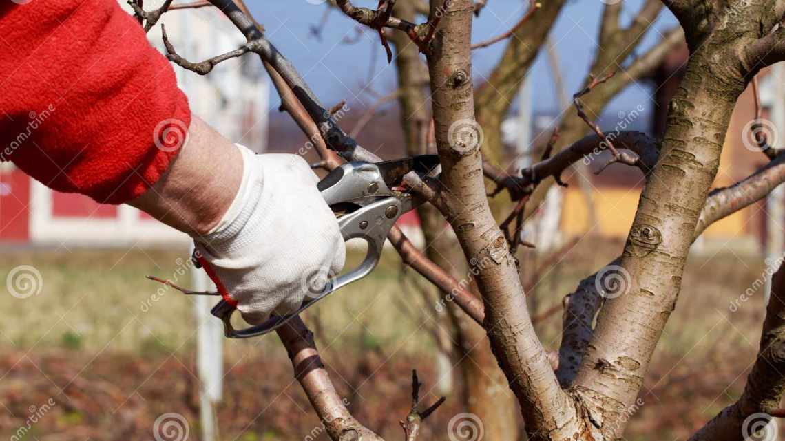 Обрезка вишни зимой