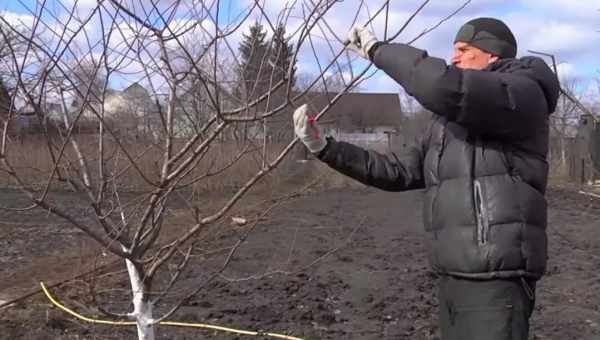 Уход за персиком осенью