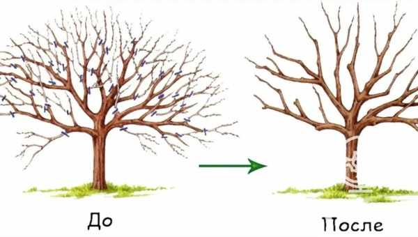 Как правильно обрезать яблоню осенью: видео