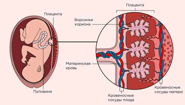 Особенности кровообращения у человеческого плода: анатомия, схема и описание гемодинамики