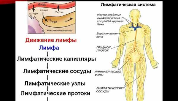 Причины возникновения геморрагического васкулита у детей, симптомы и лечение