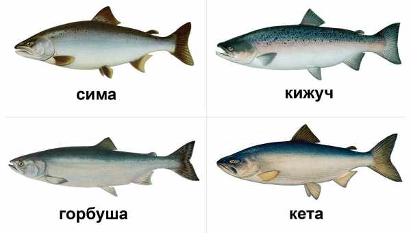 Самая полезная рыба: речная или морская. Существует ли рыба, польза которой максимальна, или вся рыба одинаково полезна?