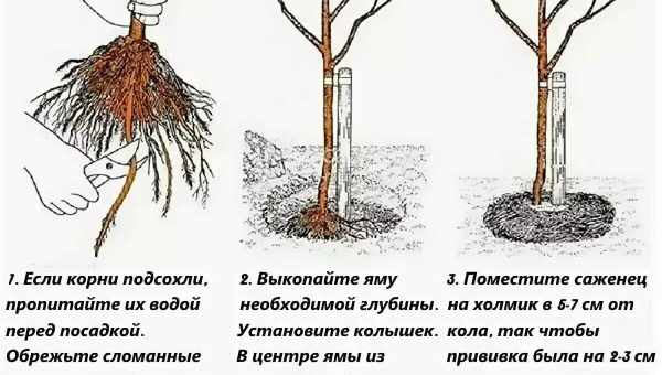 Абрикос: осенняя посадка саженцев, уход и подготовка к зиме. Как выбрать абрикос для посадки, лучшие сроки посадки