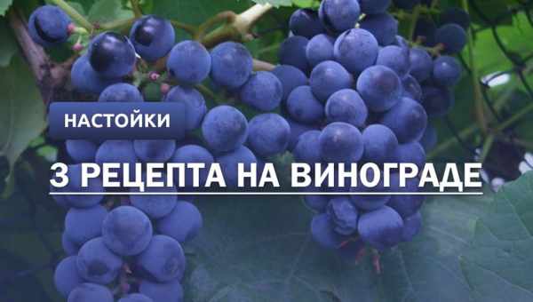 Настойка из винограда в домашних условиях – это не вино! Рецепты ароматных и ярких настоек из винограда в домашних условиях