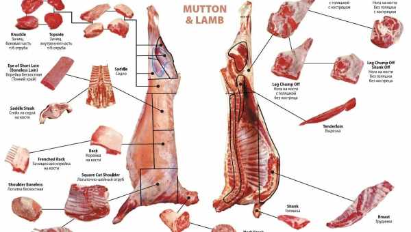Сочная баранина: в чем польза и вред? Интересные сведения о полезных свойствах и вреде баранины, советы по выбору баранины и определению качества мяса