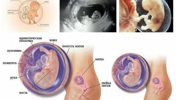 3 неделя беременности. Развитие плода и ощущения мамы на 3 неделе беременности.