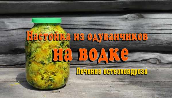 Настойка из одуванчиков на водке: рецепт на цветах и на корнях. Как применять настойку из одуванчиков на водке, свойства целительной жидкости