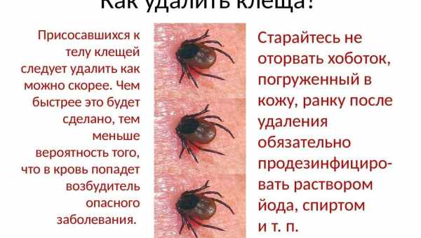 Что делать, если ребенка укусил клещ: первая помощь. Когда ребенка укусил клещ: что делать и как не допустить этого