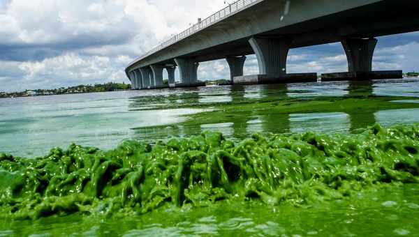 Контроль уровня воды предотвратит цветение водохранилищ