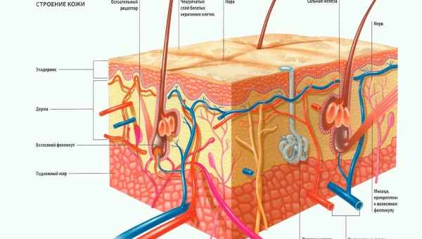 Сосуды и кровь получили из клеток кожи коротким путем