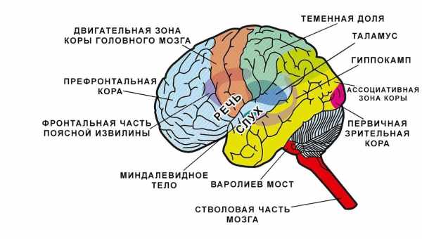 Правое полушарие детского мозга взяло на себя языковые функции после повреждения левого