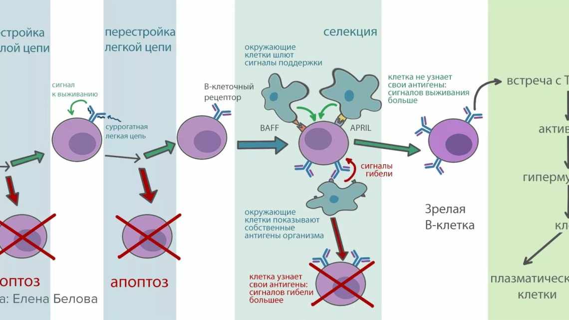 Развитие опухолей замедлили расщеплением белка-регулятора клеточного цикла