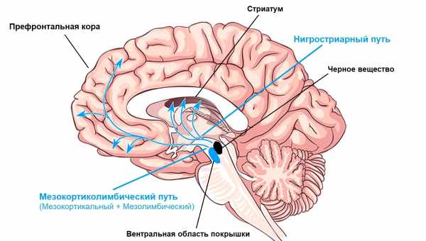 Колебания работы дофамина повлияли на принятие рискованных решений