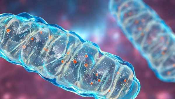 Найдено первое животное без митохондриальной ДНК