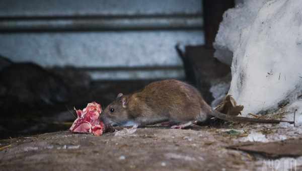 Серые крысы распознали голод сородичей по запаху и добыли им еду