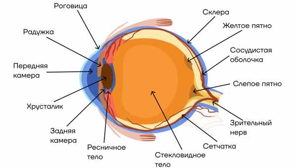 Биологи открыли клетки-колокола в сетчатке млекопитающих