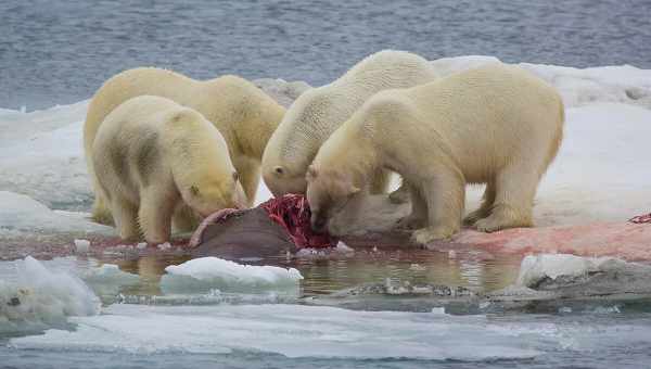 Как белые медведи охотятся на моржей с помощью камней