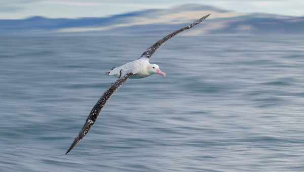 Полет цвета: победители фотоконкурса Bird Photographer of the Year