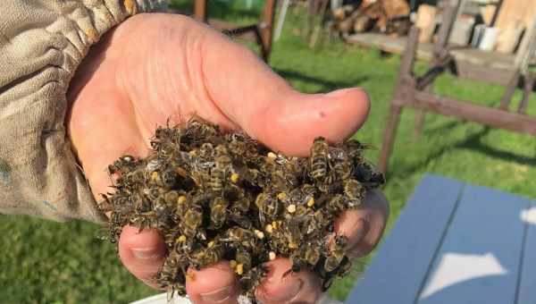 За последний год в США вымерла почти половина пчел