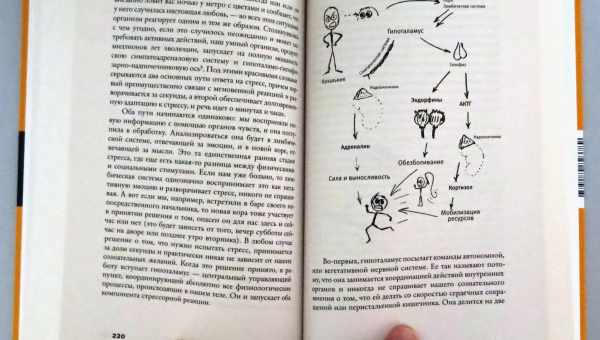 Как мозг заставляет нас делать глупости (А. Казанцева)