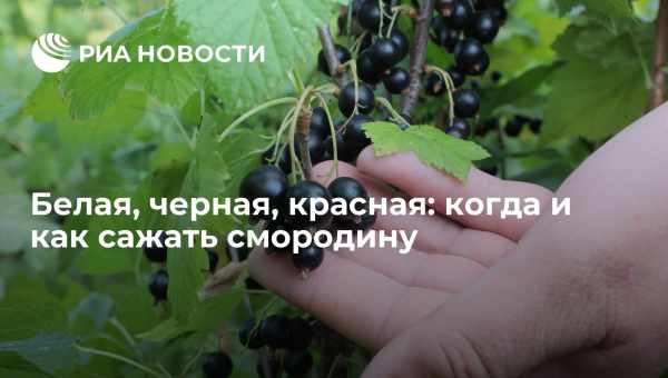 Можно ли рядом сажать красную и черную смородину?