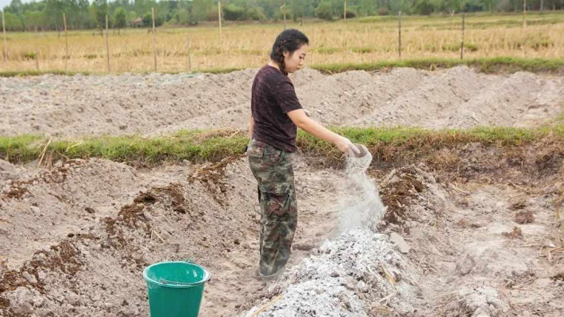 Известь как удобрение: применение, нужно ли вносить