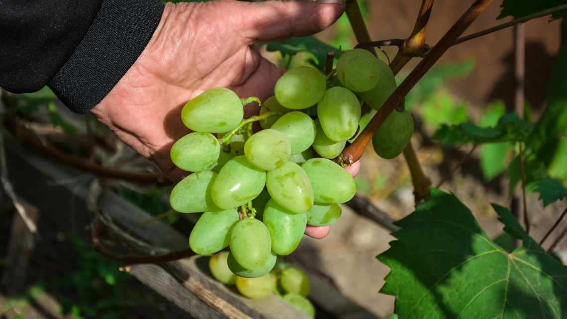 Описание и характеристика винограда сорта Платовский, правила выращивания
