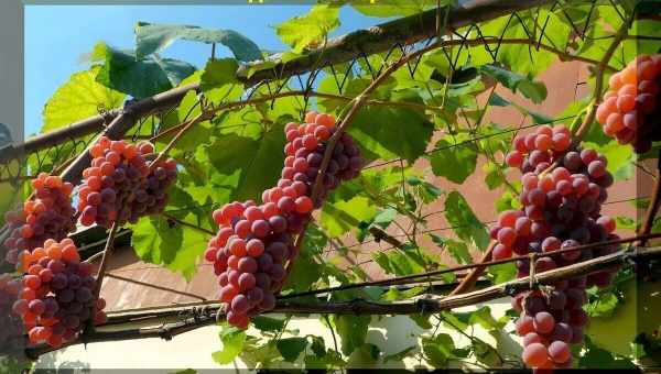 Описание и технология выращивания винограда сорта Сенсация