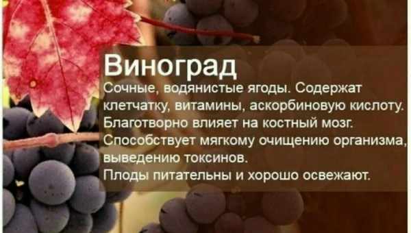 Польза и вред виноградных ягод для организма человека, целебные свойства