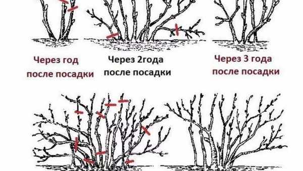 Когда и как правильно делать обрезку крыжовника, чтобы был хороший урожай