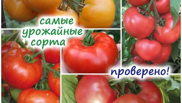 Описание и характеристики самых урожайных сортов и гибридов кукурузы