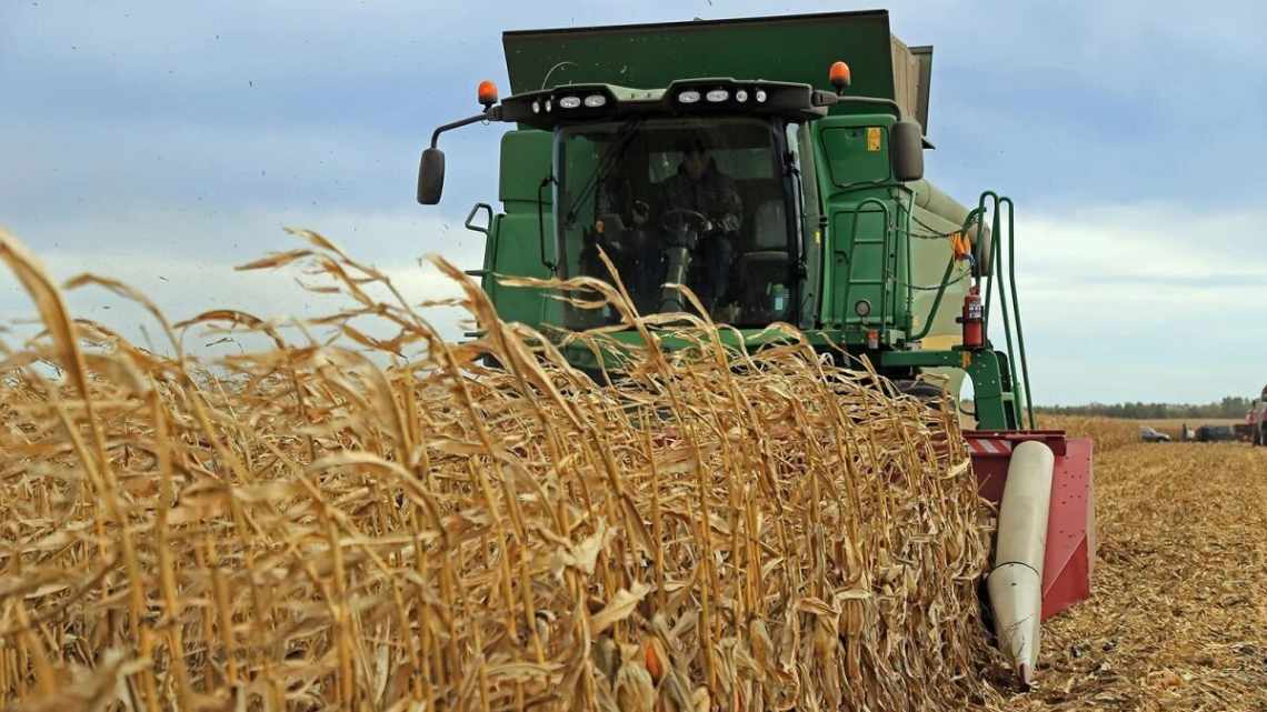 Правила уборки урожая кукурузы с полей для разных целей: на зерно, для попкорна и на силос