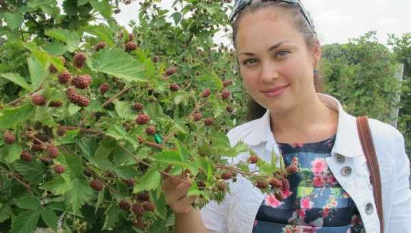 Посадка и уход за ежевикой в Подмосковье, лучшие сорта и агротехника выращивания