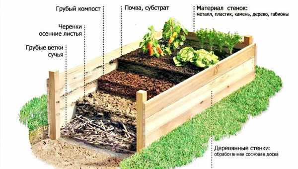 Пошаговая инструкция, как и когда лучше сажать клубнику в открытый грунт