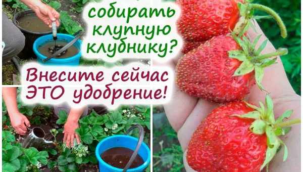 Сроки и правила подкормки клубники, чем лучше удобрить для хорошего урожая