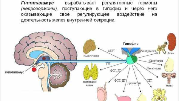 Прием пищи запустил выработку дофамина дважды