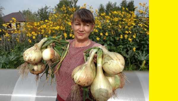 Описание сорта лука Эксибишен, выращивание через рассаду, посадка и уход