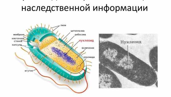 Рост бактерий локализовали в отдельных тканях и опухолях мышей