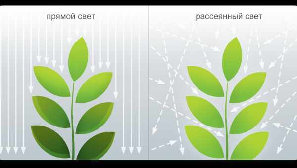 Рассеянный свет помог удвоить разрешение микроскопа