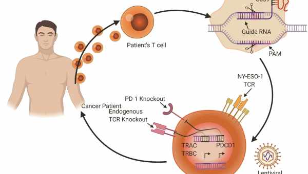 CRISPR позволила «исправить» смертельно опасные мутации во взрослом организме