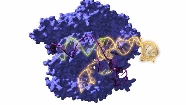 Золото обеспечило попадание CRISPR-систем в клетки с мутациями