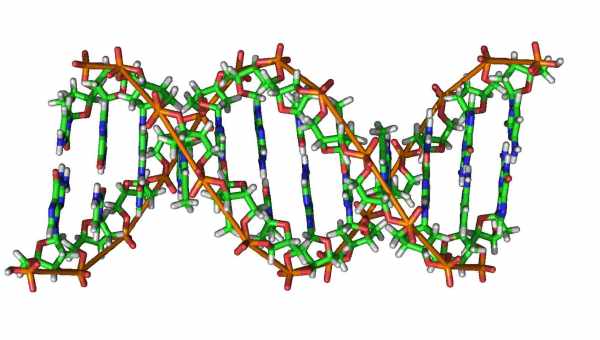 Найдено новое структурное отличие РНК от ДНК