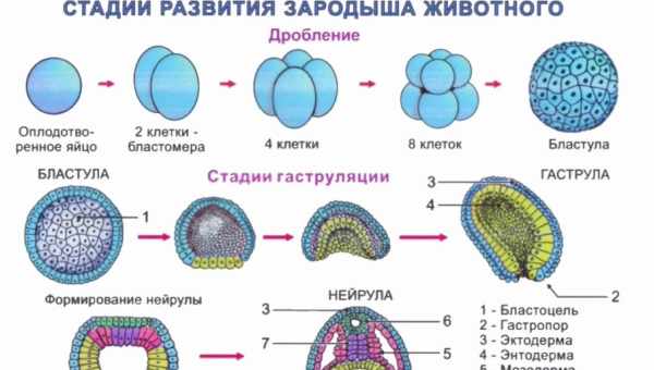 Описаны взаимосвязи между генетическими вариациями и экспрессией генов