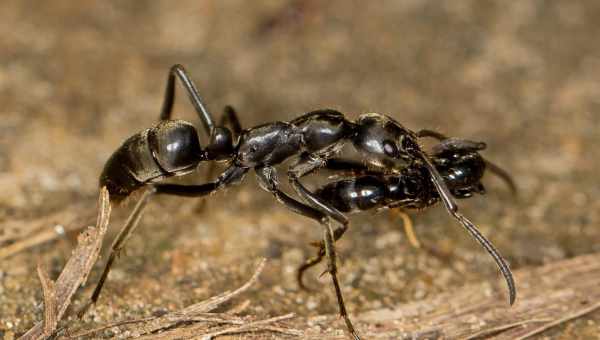 Воинская честь: африканские муравьи спасают сородичей из горячих точек