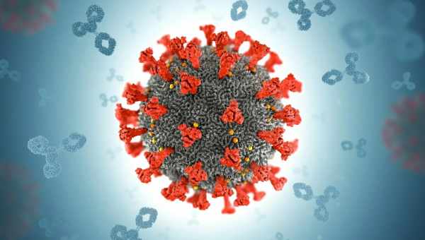 Найдено антитело, которое полностью блокирует коронавирус