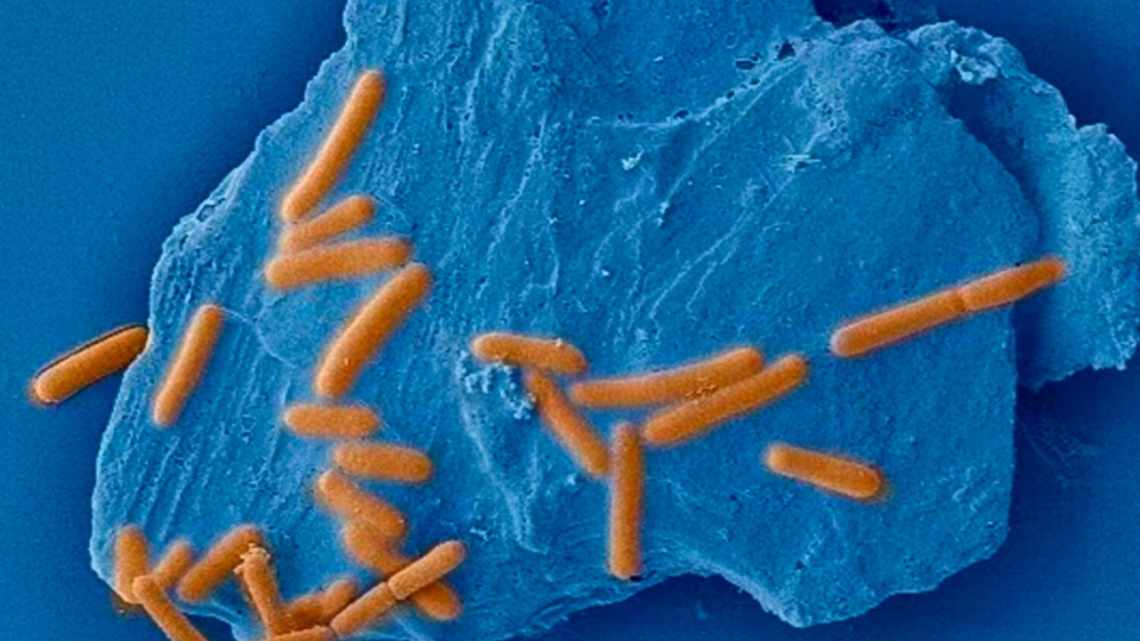 Обнаружен микроб, способный остановить малярию