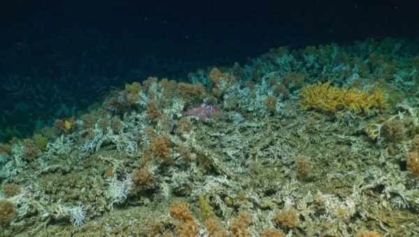 В Гренландском море обнаружен коралловый сад
